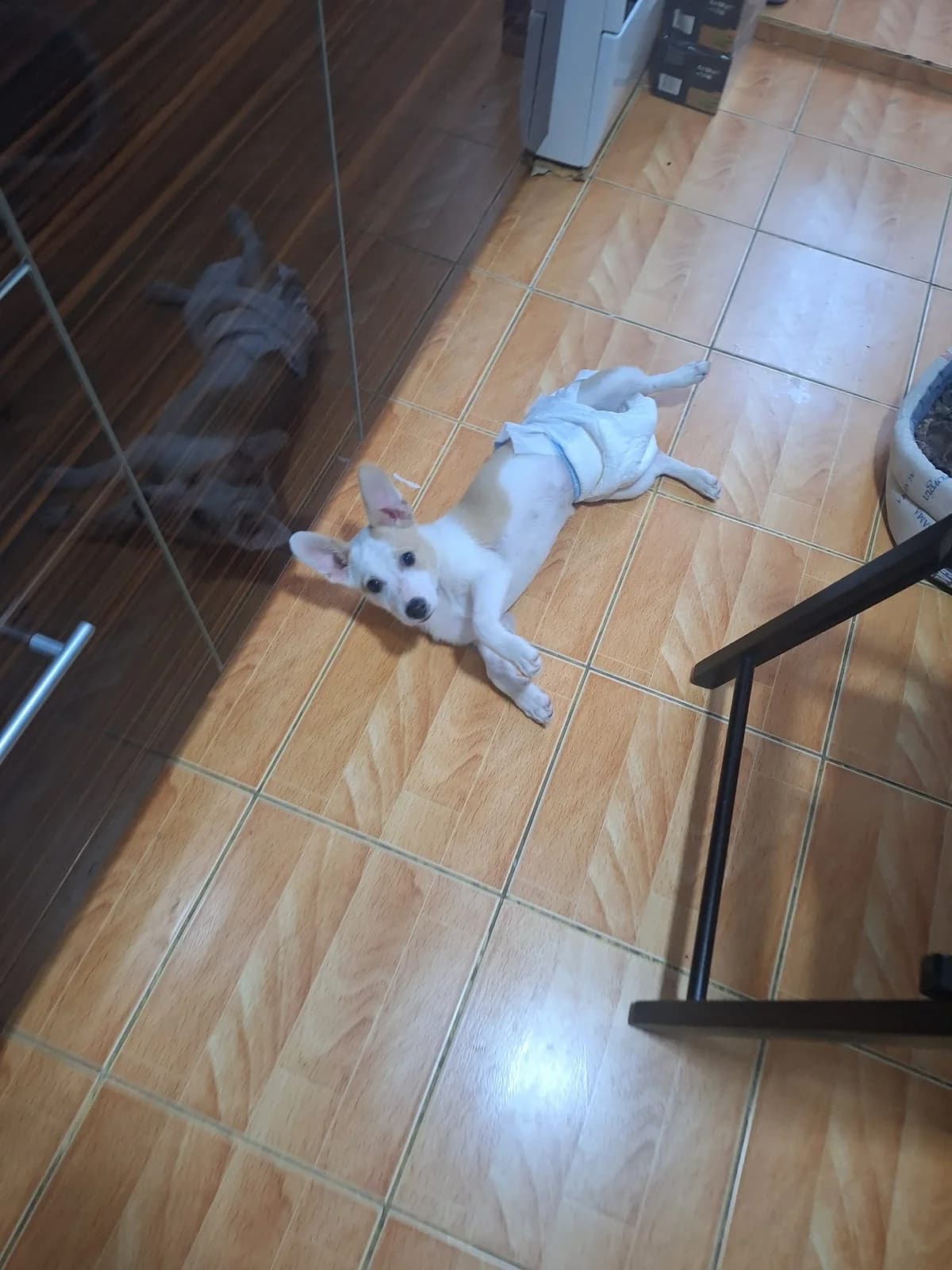 Wocki, male Mixed Breed for adoption at Tierheimhelden — photo 8 of 14