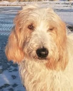 SOS - Faryd in D-23923, male Mixed Breed for adoption at Tierheimhelden