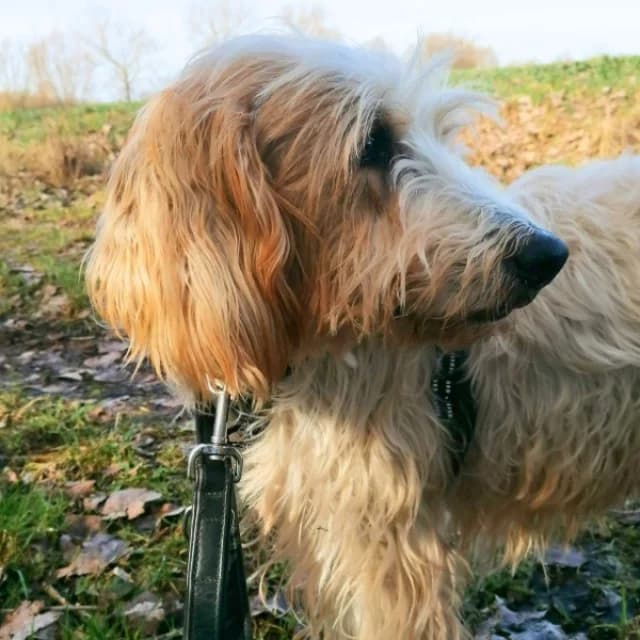 SOS - Faryd in D-23923, male Mixed Breed for adoption at Tierheimhelden — photo 2 of 7