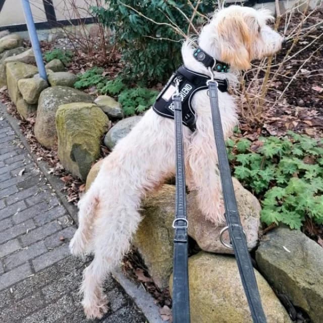 SOS - Faryd in D-23923, male Mixed Breed for adoption at Tierheimhelden — photo 3 of 7