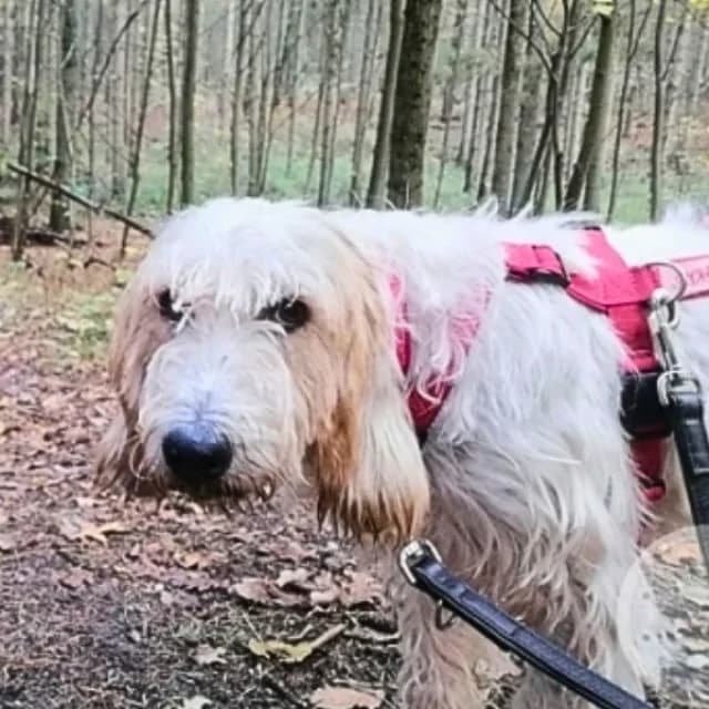 SOS - Faryd in D-23923, male Mixed Breed for adoption at Tierheimhelden — photo 4 of 7