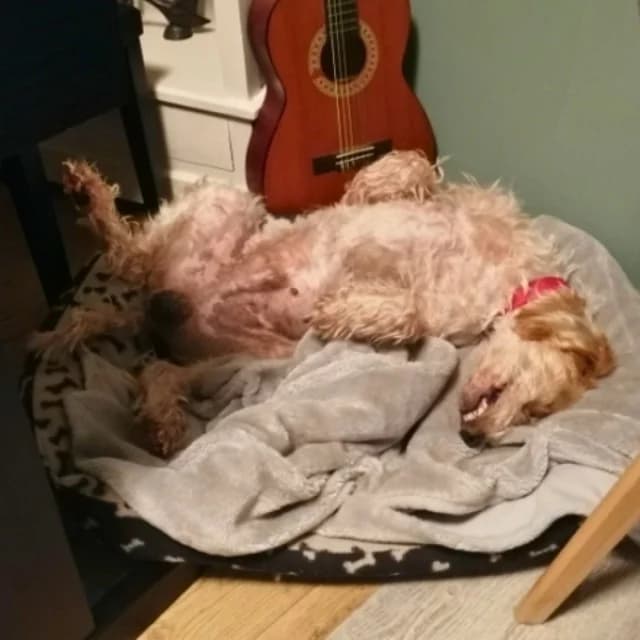 SOS - Faryd in D-23923, male Mixed Breed for adoption at Tierheimhelden — photo 5 of 7