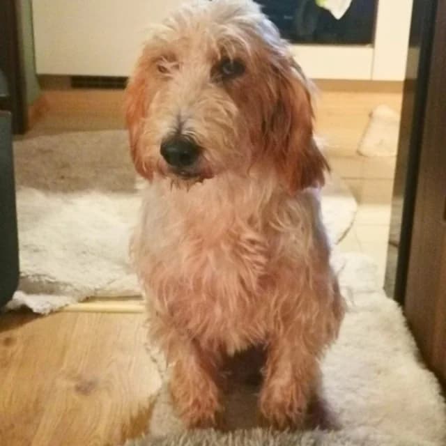 SOS - Faryd in D-23923, male Mixed Breed for adoption at Tierheimhelden — photo 6 of 7