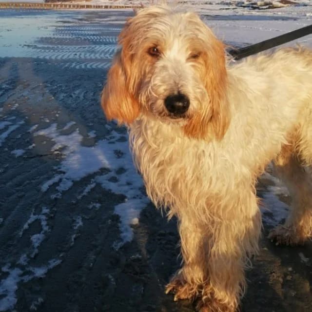 SOS - Faryd in D-23923, male Mixed Breed for adoption at Tierheimhelden — photo 7 of 7
