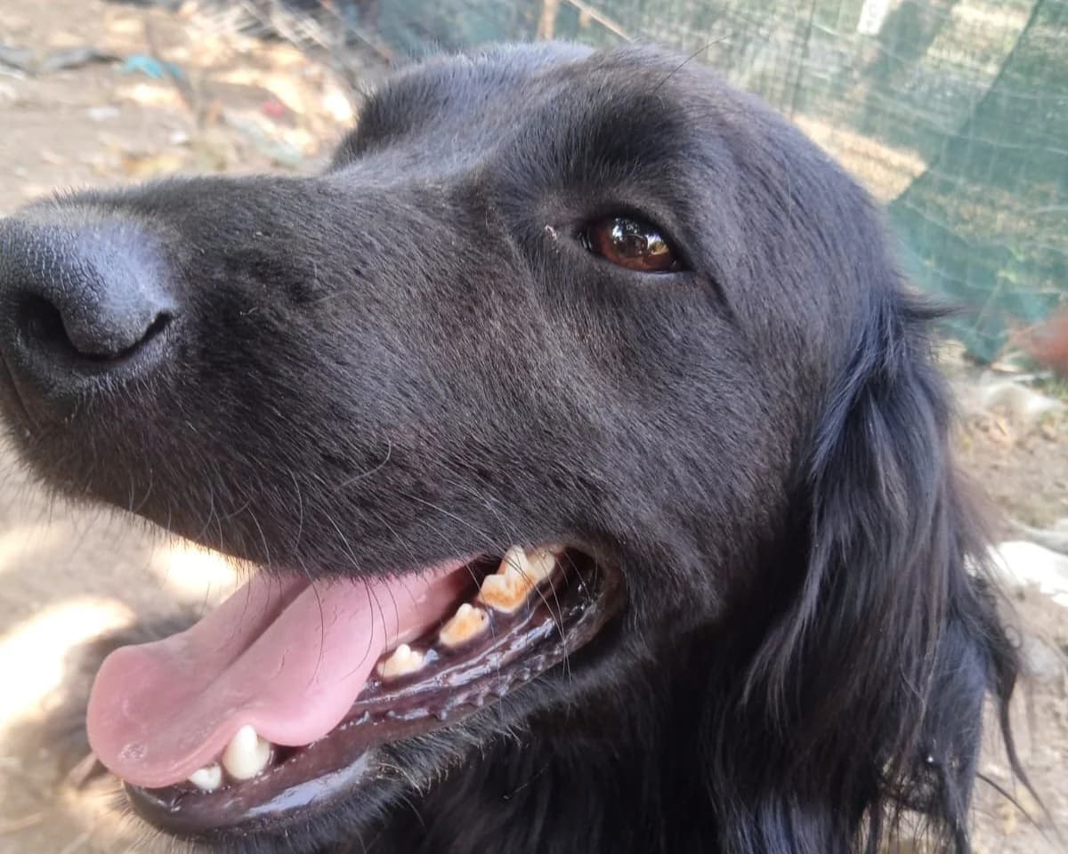 Pollux, male Mixed Breed for adoption at Tierheimhelden