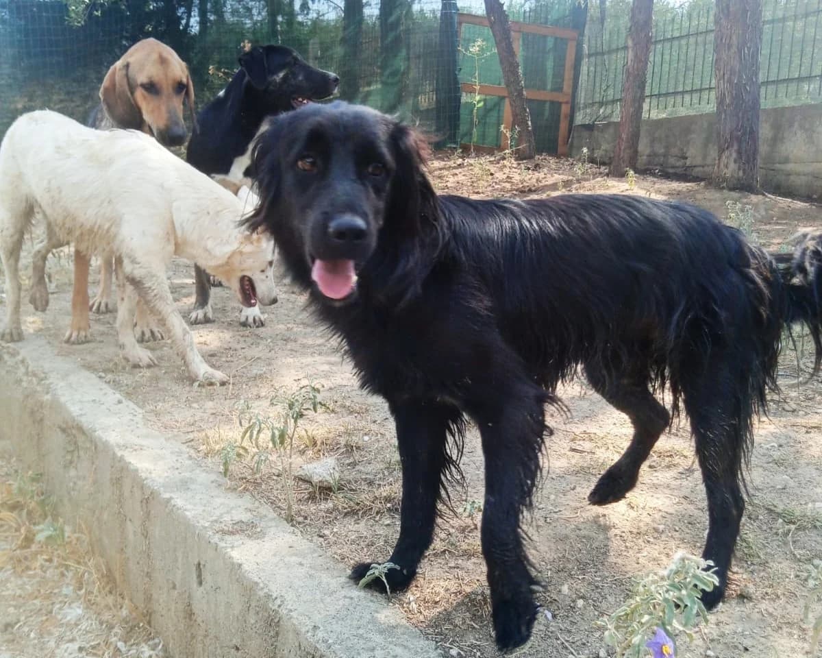 Pollux, male Mixed Breed for adoption at Tierheimhelden — photo 2 of 9