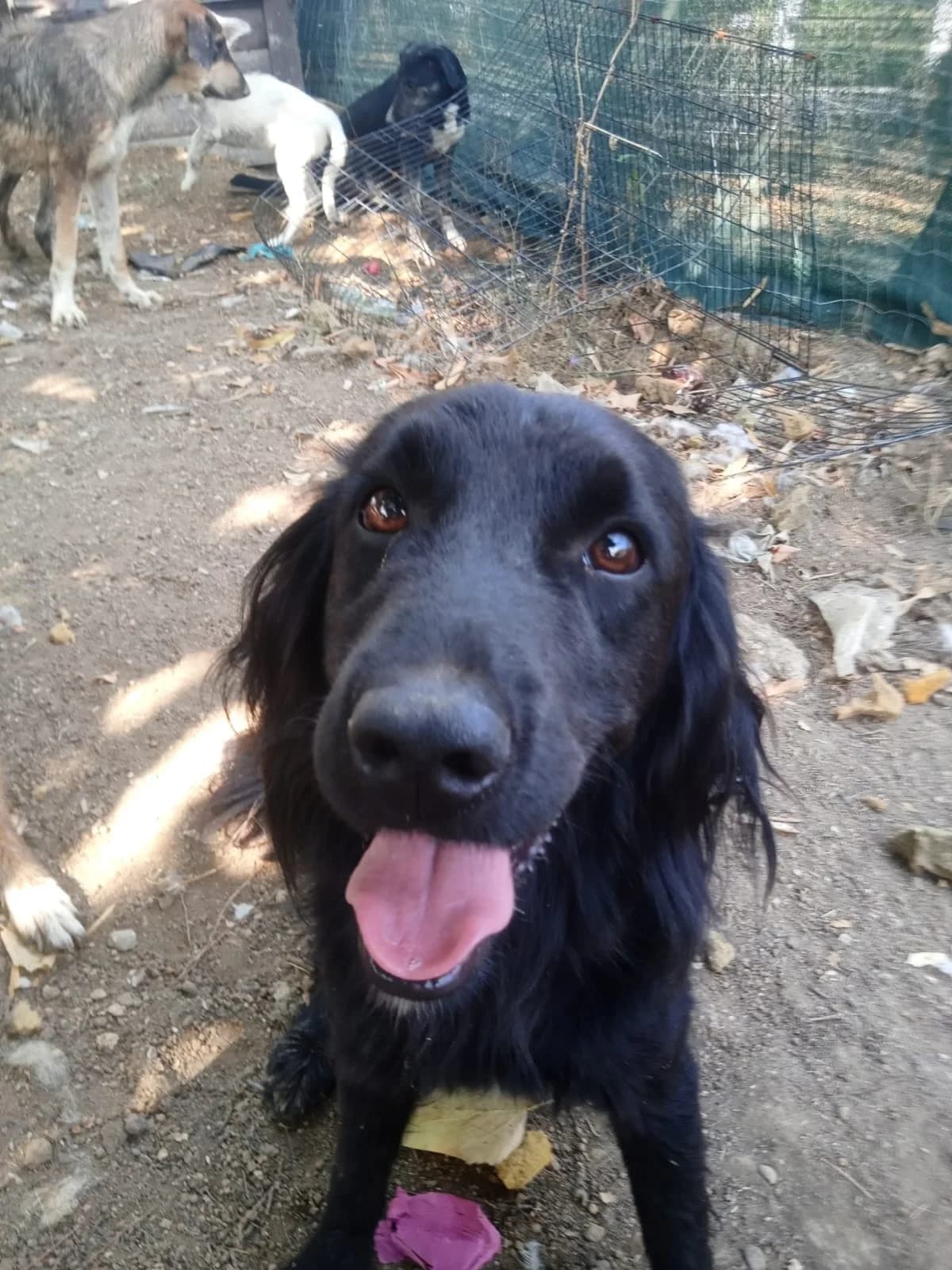 Pollux, male Mixed Breed for adoption at Tierheimhelden — photo 3 of 9