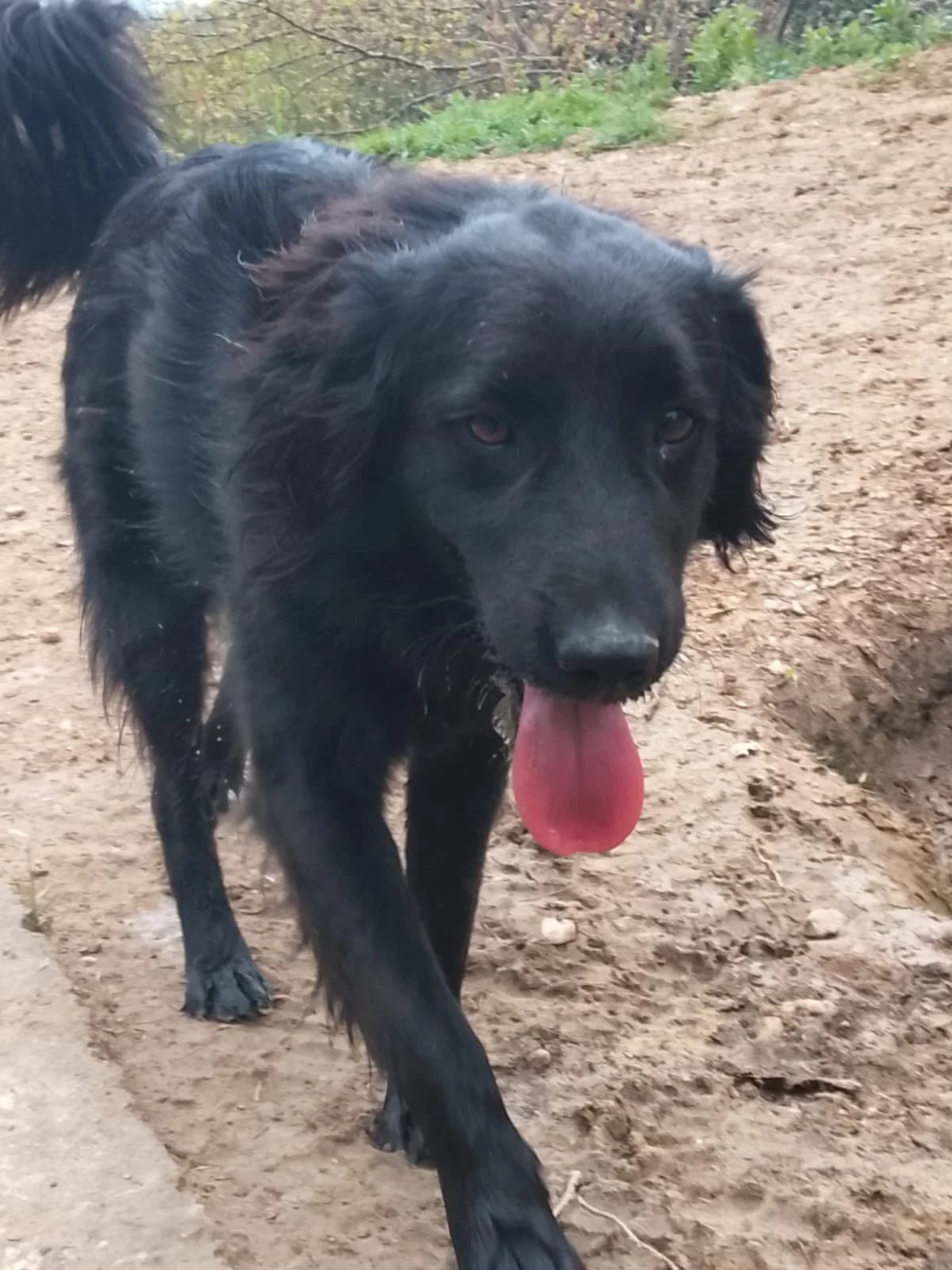 Pollux, male Mixed Breed for adoption at Tierheimhelden — photo 4 of 9