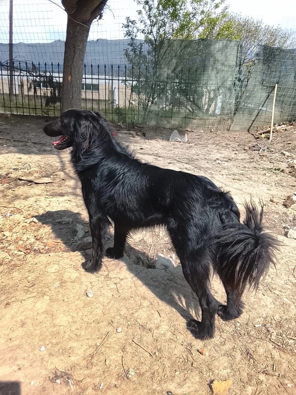 Pollux, male Mixed Breed for adoption at Tierheimhelden — photo 5 of 9
