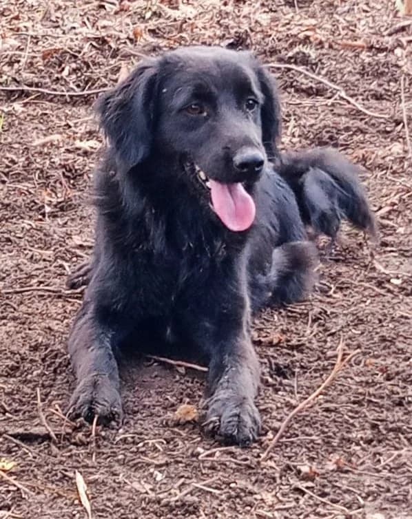Pollux, male Mixed Breed for adoption at Tierheimhelden — photo 6 of 9