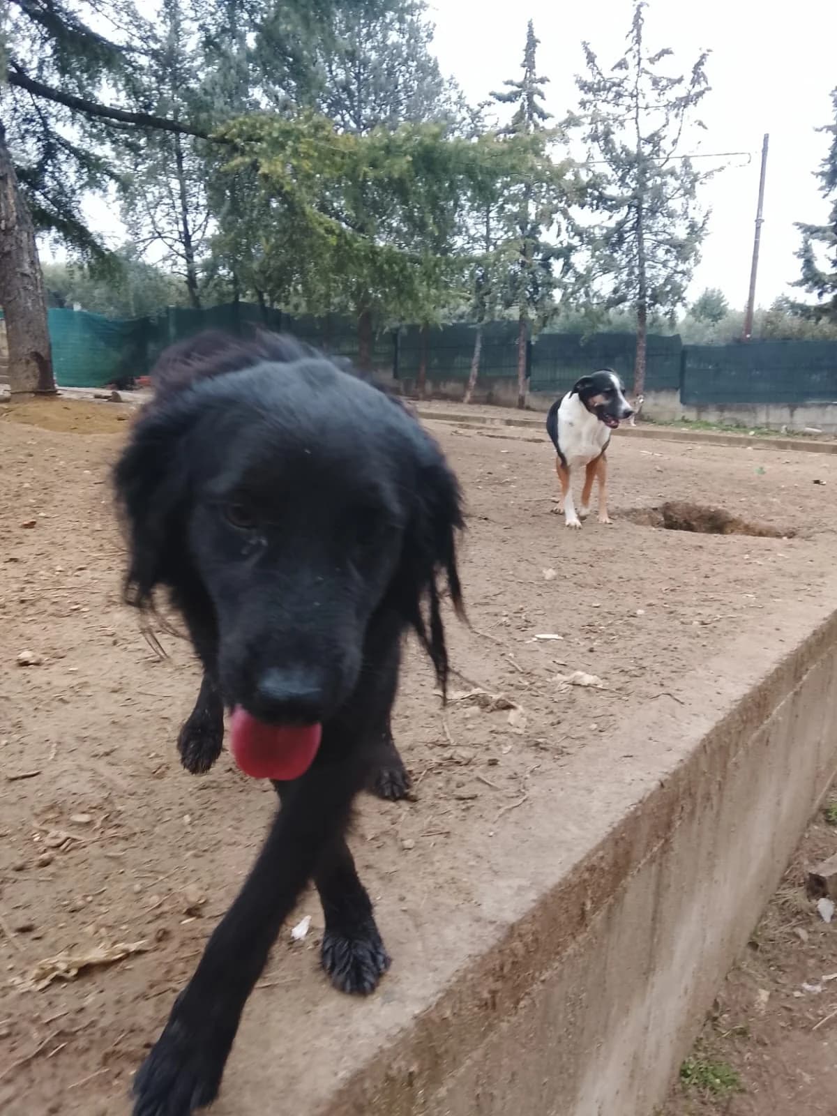 Pollux, male Mixed Breed for adoption at Tierheimhelden — photo 7 of 9