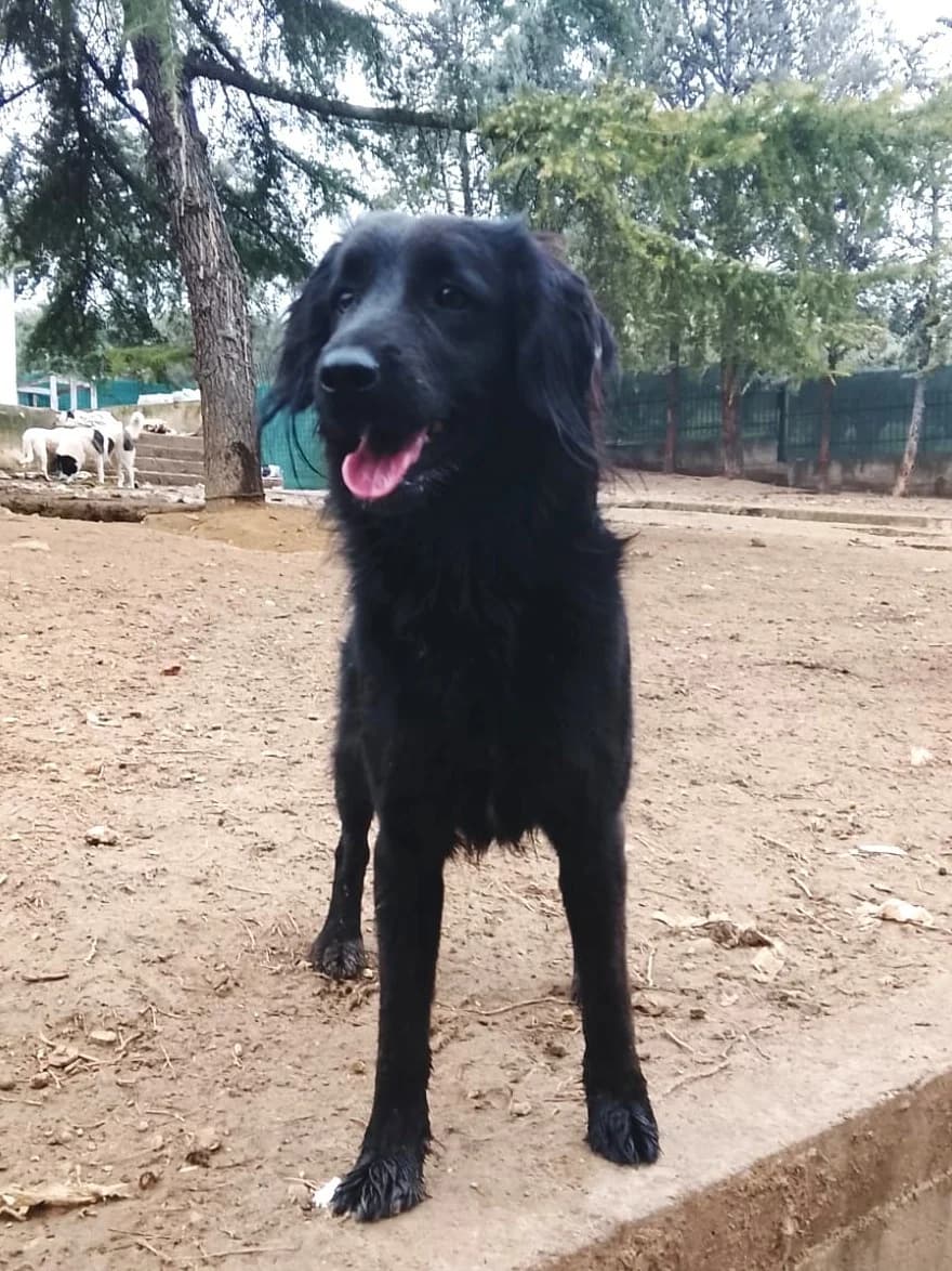 Pollux, male Mixed Breed for adoption at Tierheimhelden — photo 8 of 9