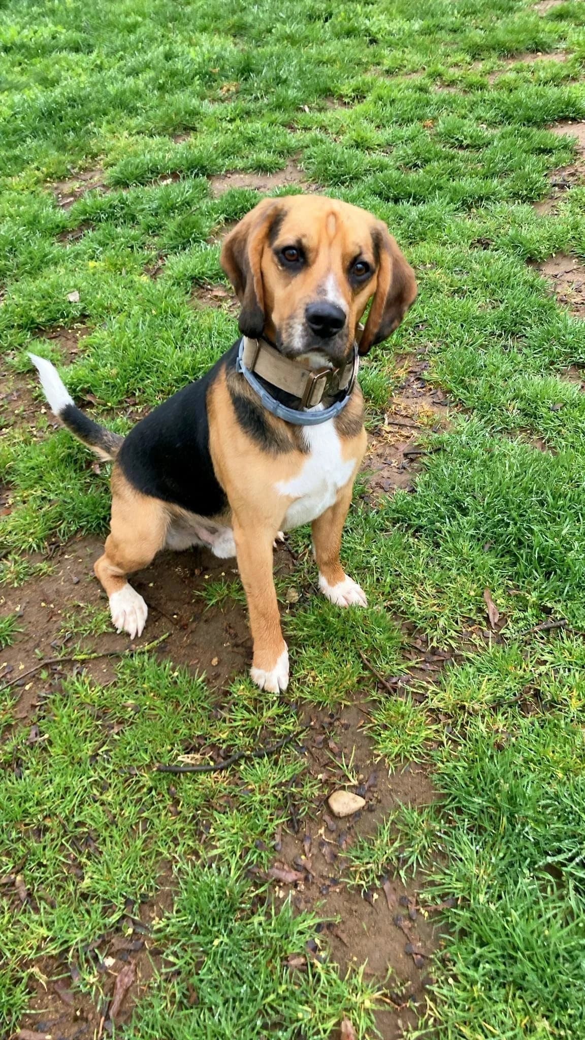 Bruno, male Beagle for adoption at Tierheimhelden