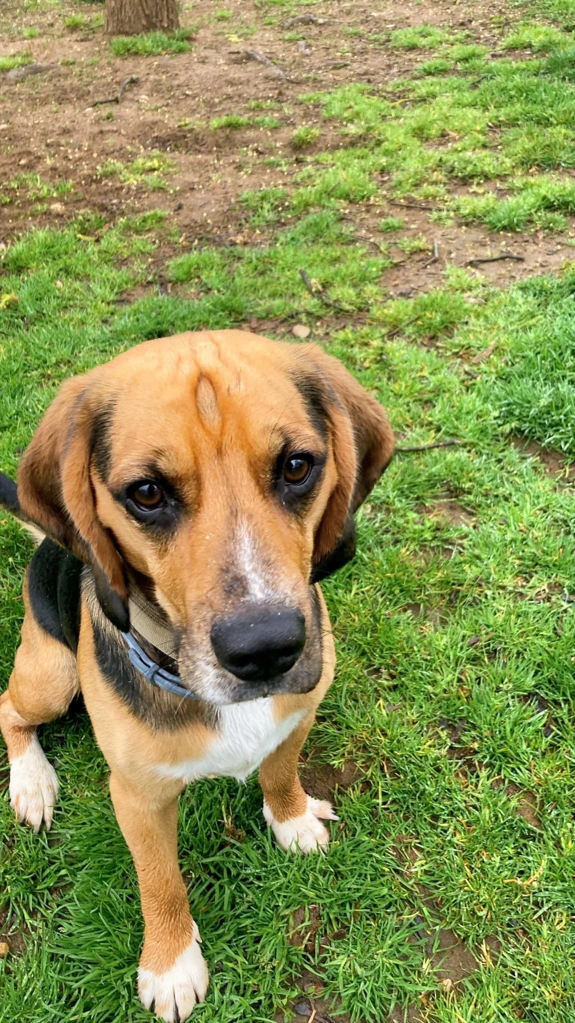 Bruno, male Beagle for adoption at Tierheimhelden — photo 2 of 2