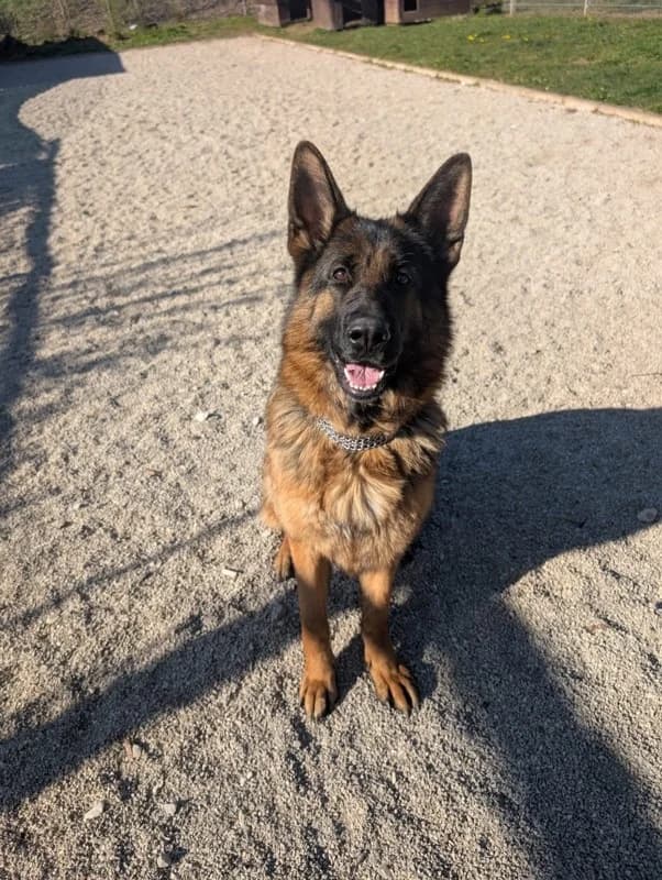 Ella, female German Shepherd for adoption at Tierheimhelden