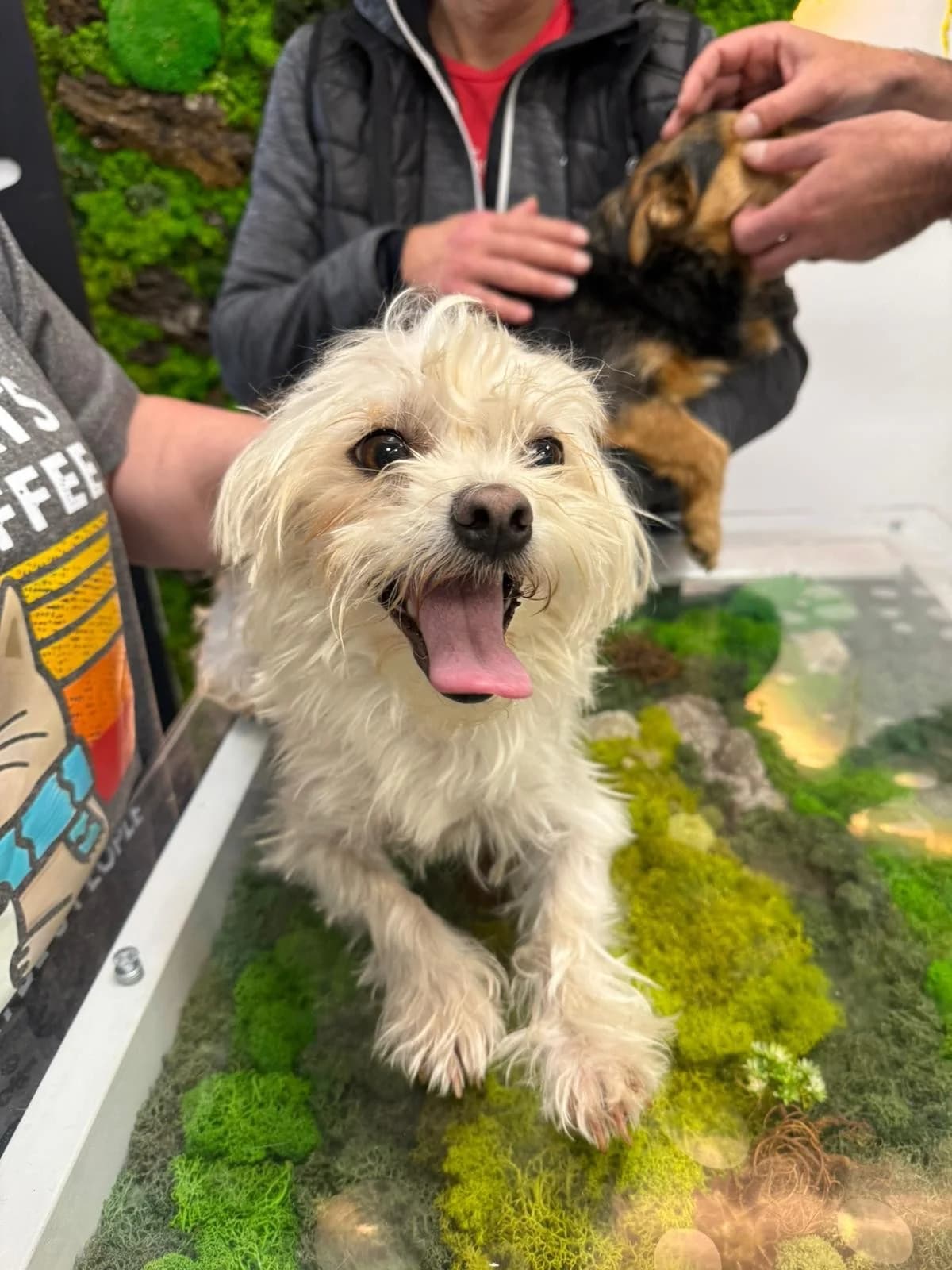 Tina, female Mixed Breed for adoption at Tierheimhelden