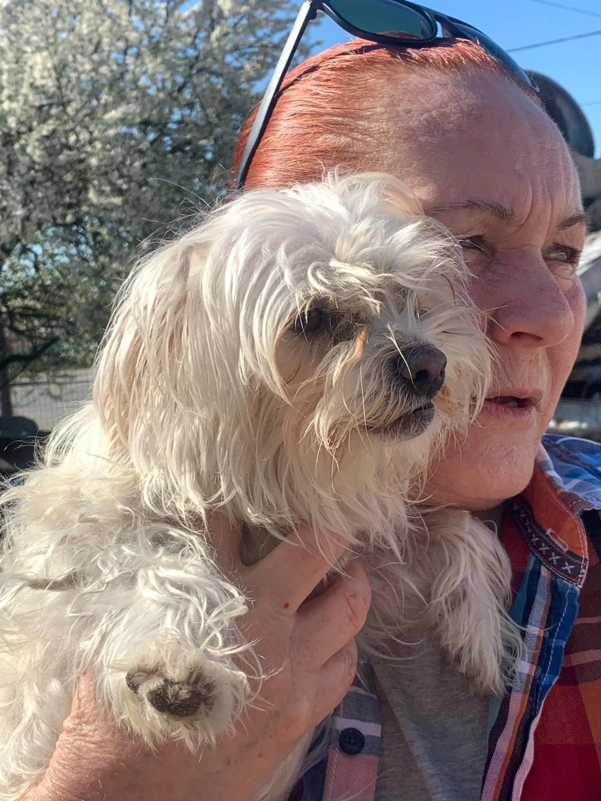 Tina, female Mixed Breed for adoption at Tierheimhelden — photo 2 of 7