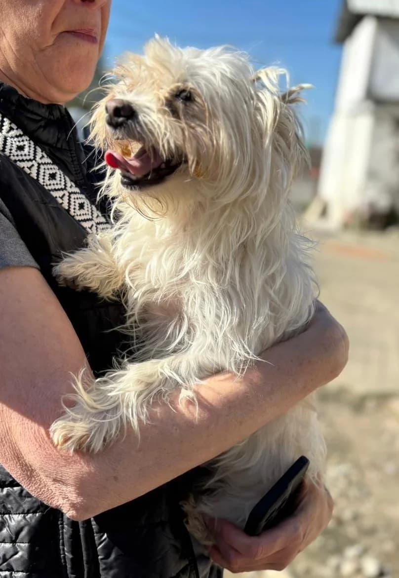 Tina, female Mixed Breed for adoption at Tierheimhelden — photo 3 of 7