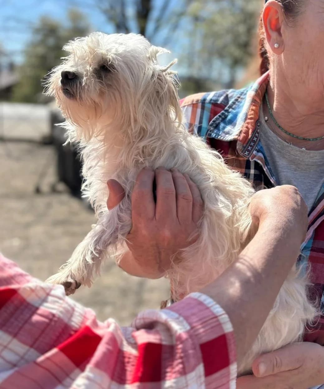 Tina, female Mixed Breed for adoption at Tierheimhelden — photo 4 of 7