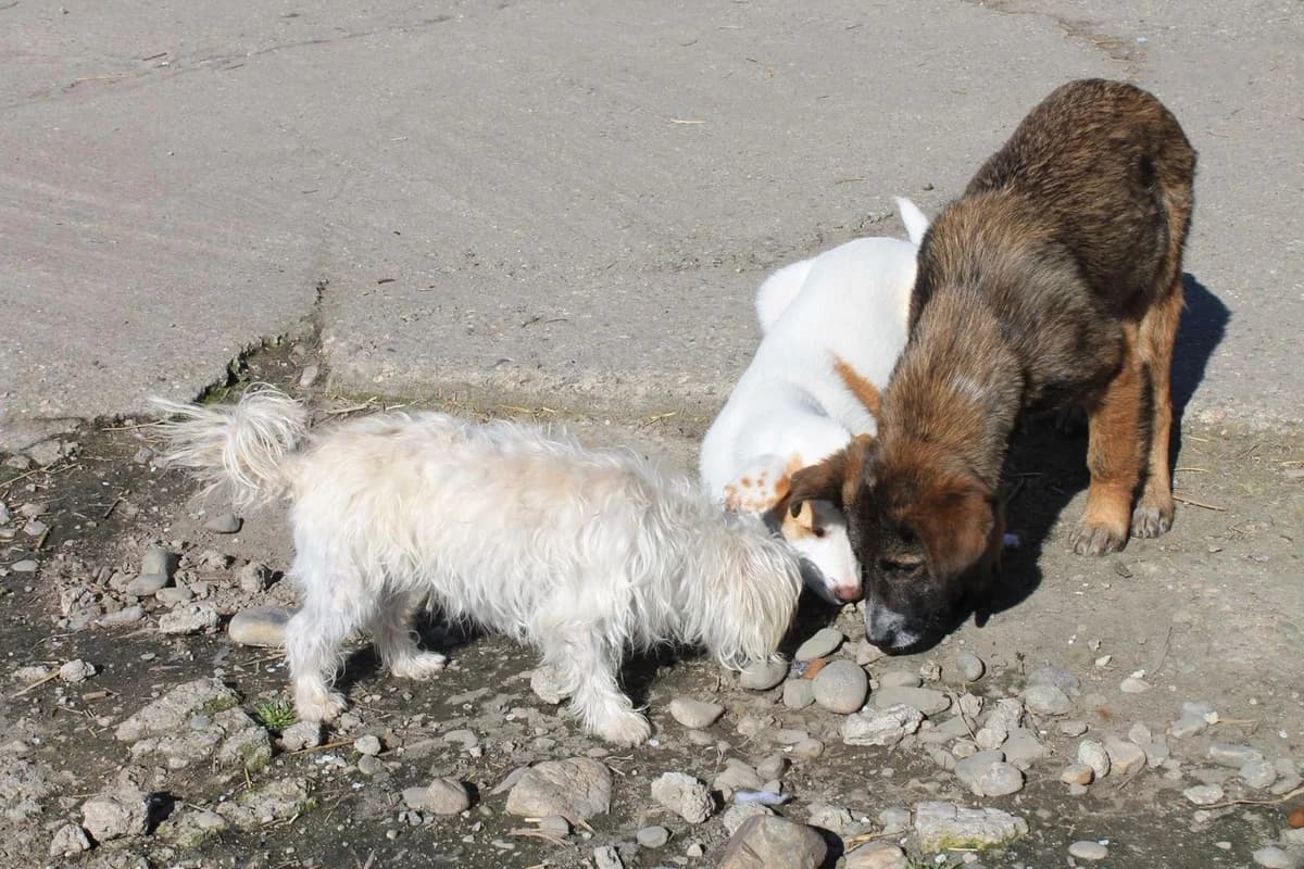 Tina, female Mixed Breed for adoption at Tierheimhelden — photo 5 of 7