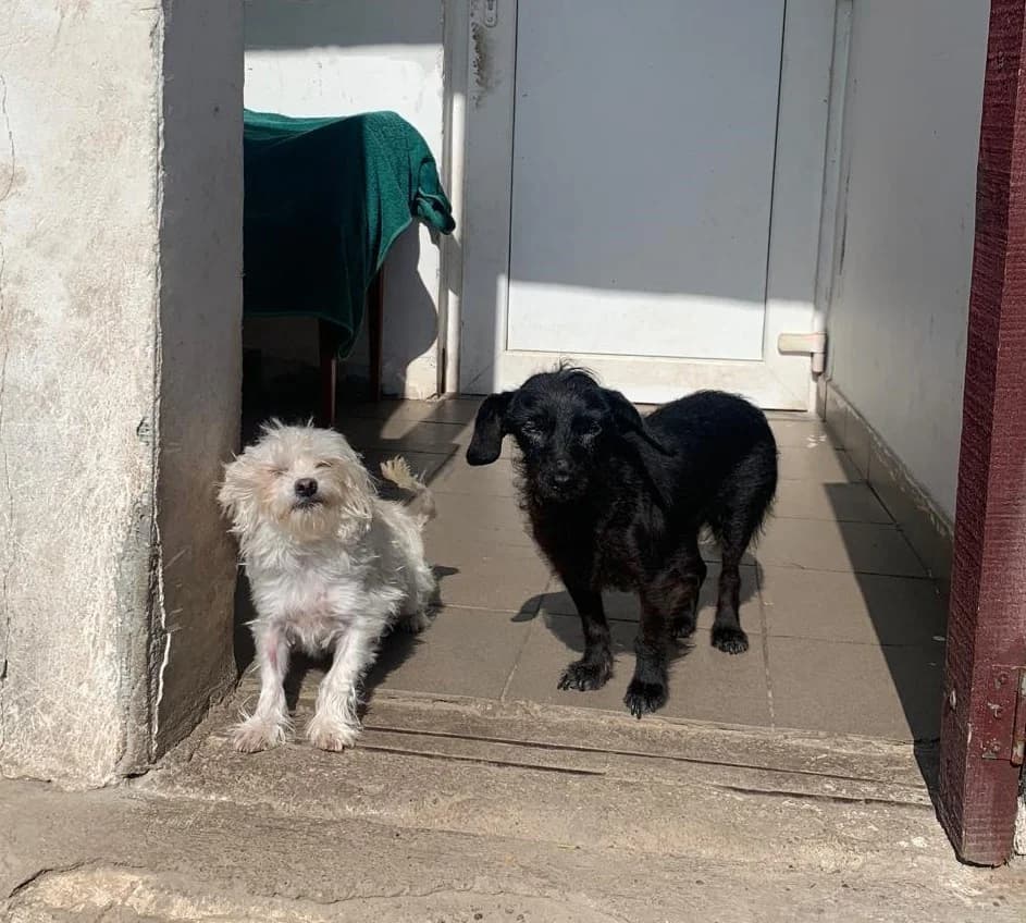 Tina, female Mixed Breed for adoption at Tierheimhelden — photo 6 of 7