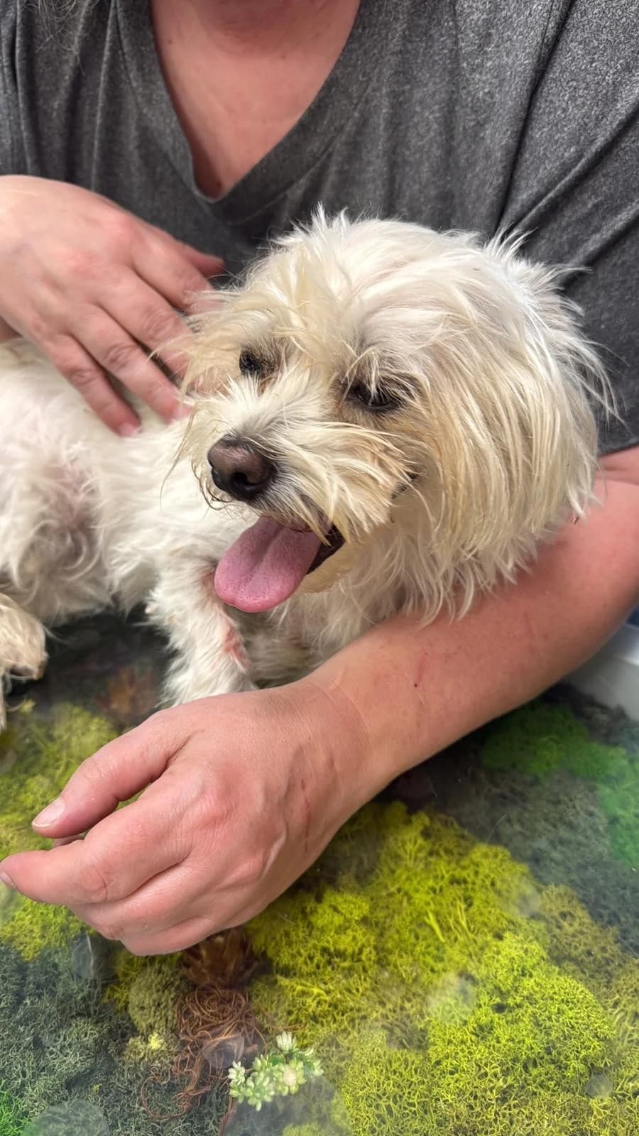 Tina, female Mixed Breed for adoption at Tierheimhelden — photo 7 of 7