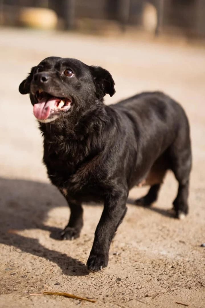 Lava, female Mixed Breed for adoption at Tierheimhelden