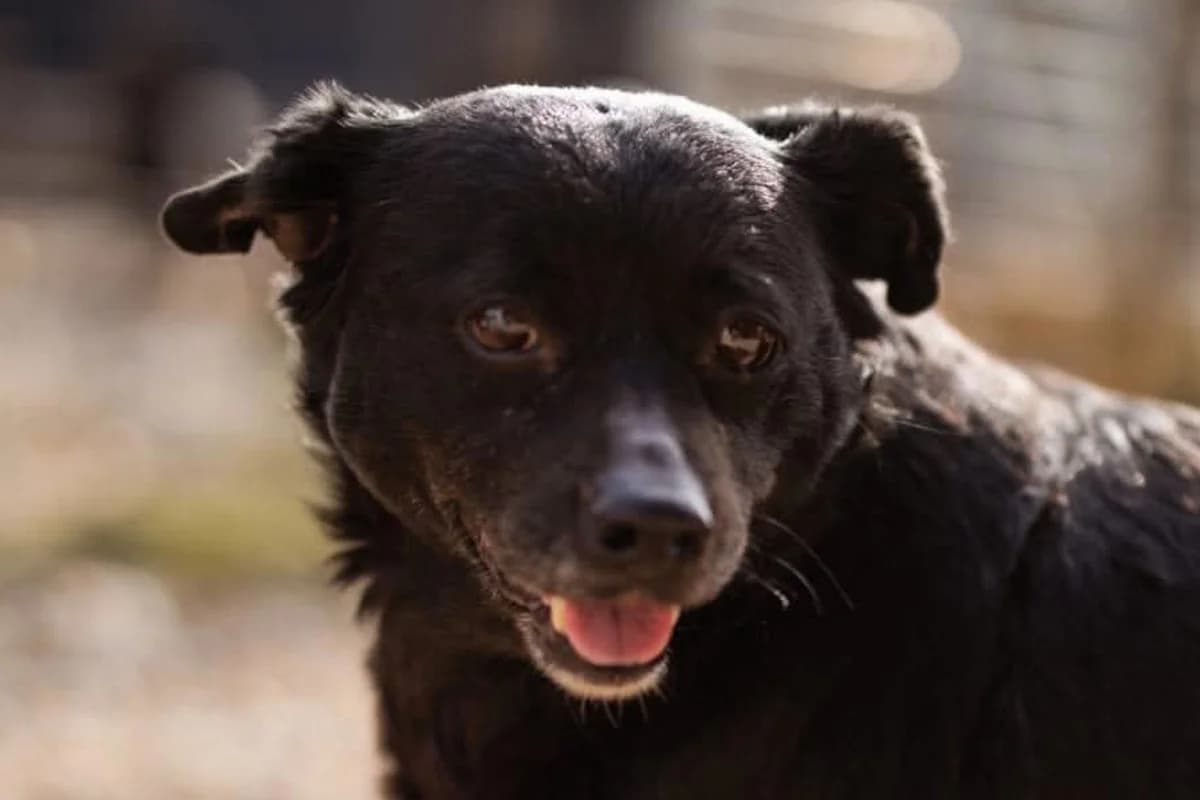 Lava, female Mixed Breed for adoption at Tierheimhelden — photo 2 of 11