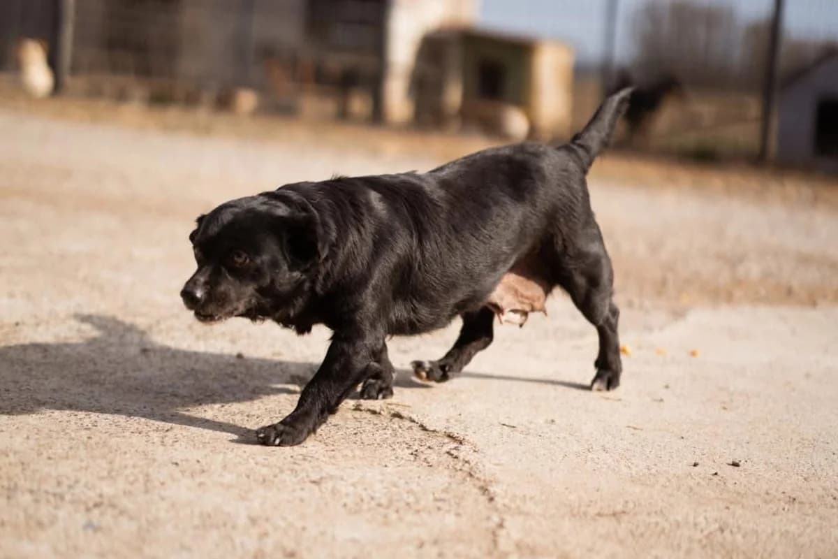 Lava, female Mixed Breed for adoption at Tierheimhelden — photo 5 of 11