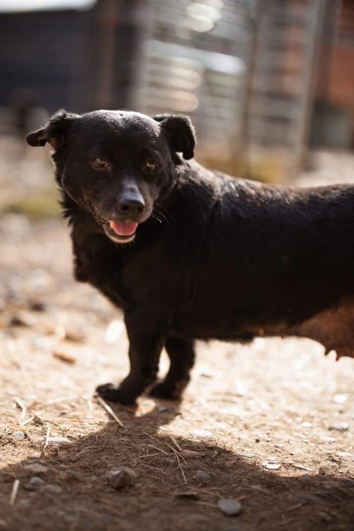 Lava, female Mixed Breed for adoption at Tierheimhelden — photo 6 of 11