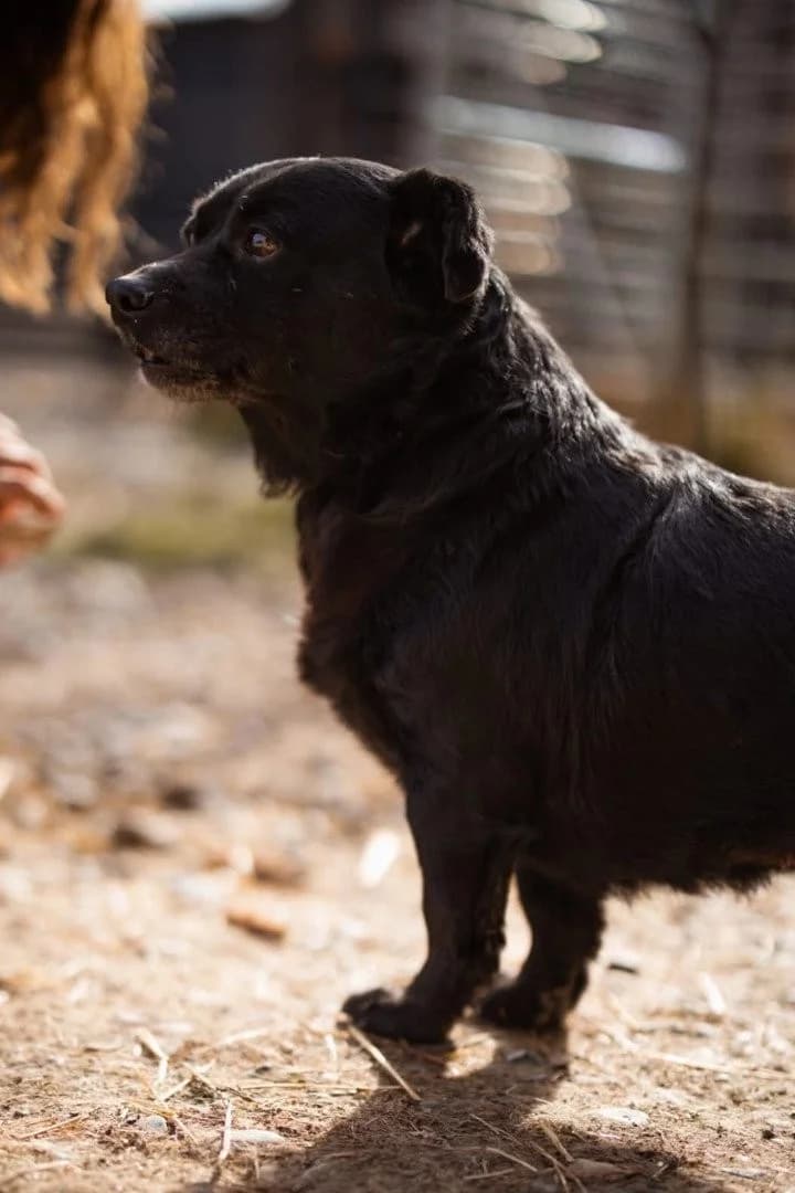 Lava, female Mixed Breed for adoption at Tierheimhelden — photo 7 of 11