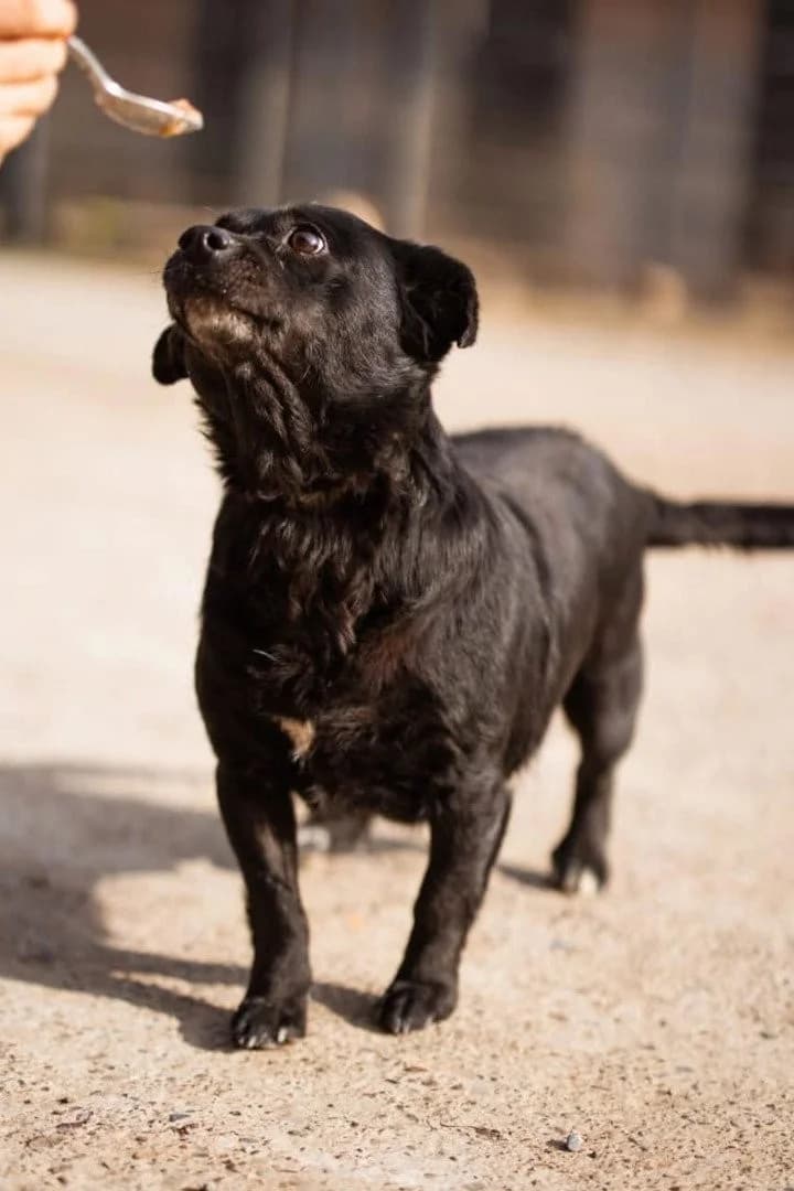 Lava, female Mixed Breed for adoption at Tierheimhelden — photo 8 of 11