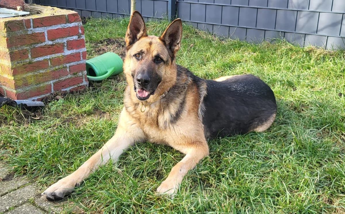 Dexter - dringend Pflegestelle gesucht -, male German Shepherd for adoption at Tierheimhelden