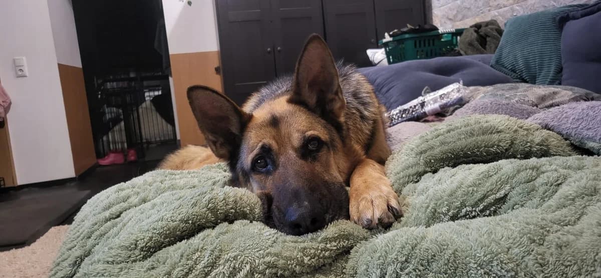 Dexter - dringend Pflegestelle gesucht -, male German Shepherd for adoption at Tierheimhelden — photo 2 of 6