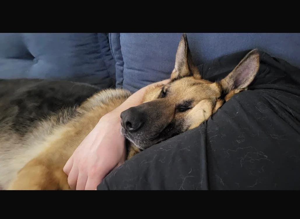 Dexter - dringend Pflegestelle gesucht -, male German Shepherd for adoption at Tierheimhelden — photo 3 of 6