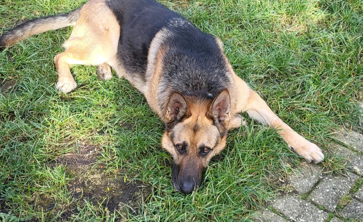 Dexter - dringend Pflegestelle gesucht -, male German Shepherd for adoption at Tierheimhelden — photo 4 of 6