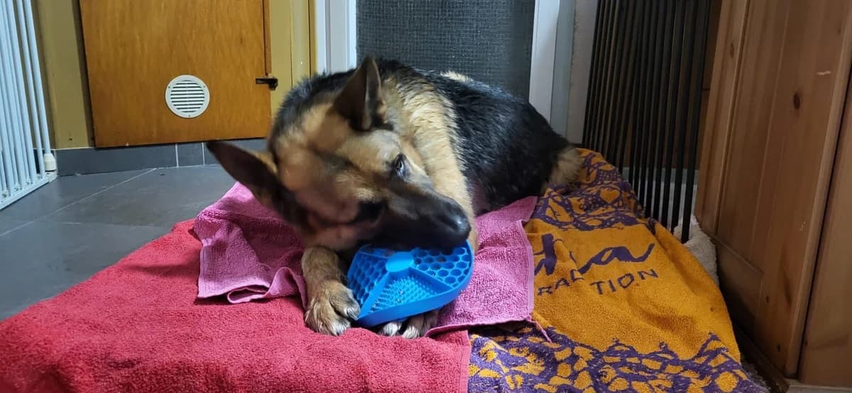 Dexter - dringend Pflegestelle gesucht -, male German Shepherd for adoption at Tierheimhelden — photo 5 of 6