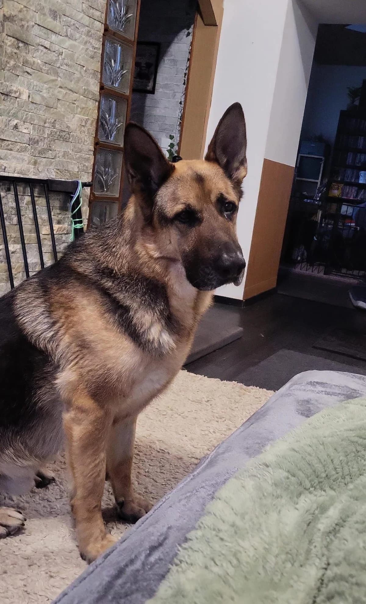 Dexter - dringend Pflegestelle gesucht -, male German Shepherd for adoption at Tierheimhelden — photo 6 of 6