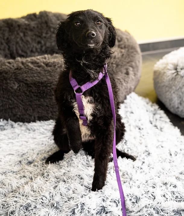 Jolina, female Mixed Breed for adoption at Tierheimhelden