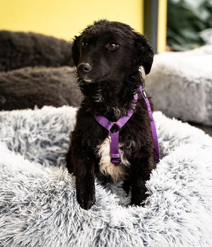 Jolina, female Mixed Breed for adoption at Tierheimhelden — photo 2 of 6