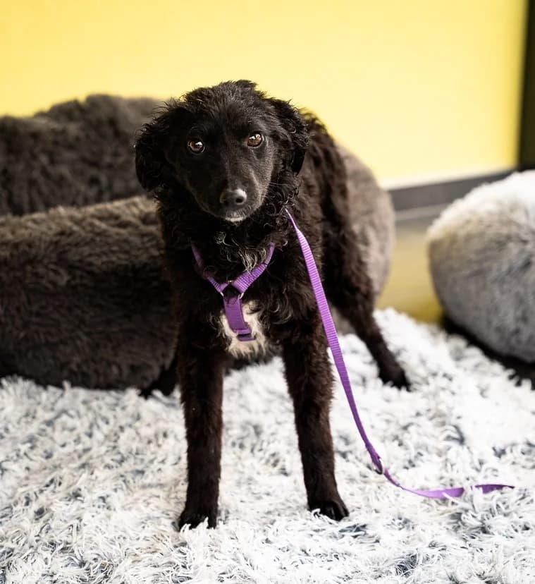 Jolina, female Mixed Breed for adoption at Tierheimhelden — photo 3 of 6