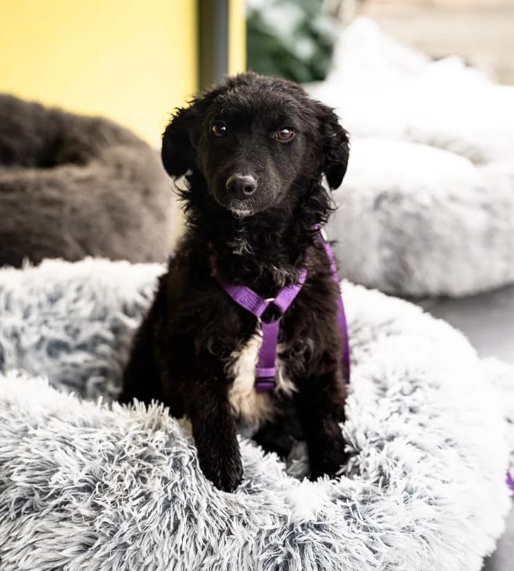 Jolina, female Mixed Breed for adoption at Tierheimhelden — photo 4 of 6