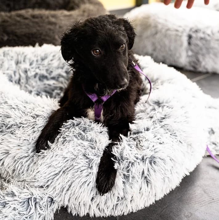Jolina, female Mixed Breed for adoption at Tierheimhelden — photo 5 of 6