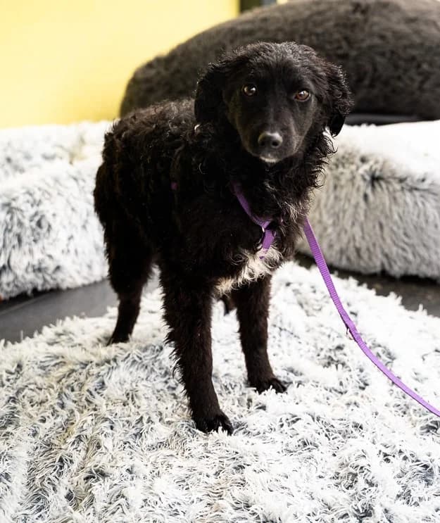 Jolina, female Mixed Breed for adoption at Tierheimhelden — photo 6 of 6