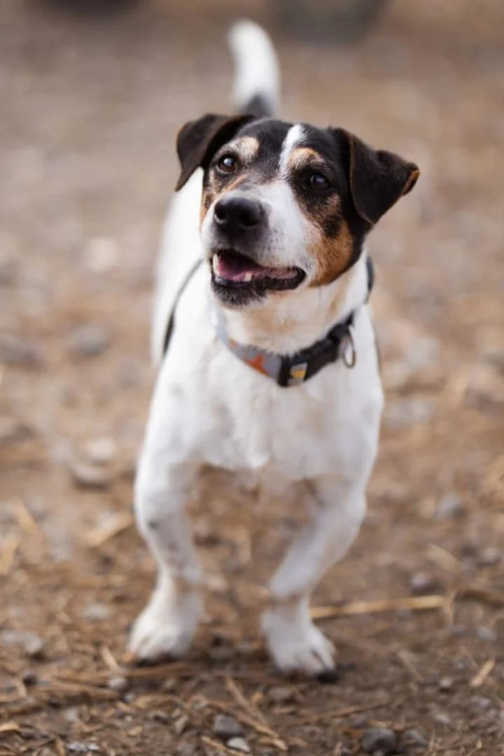 Cosmo, male Jack Russell Terrier for adoption at Tierheimhelden