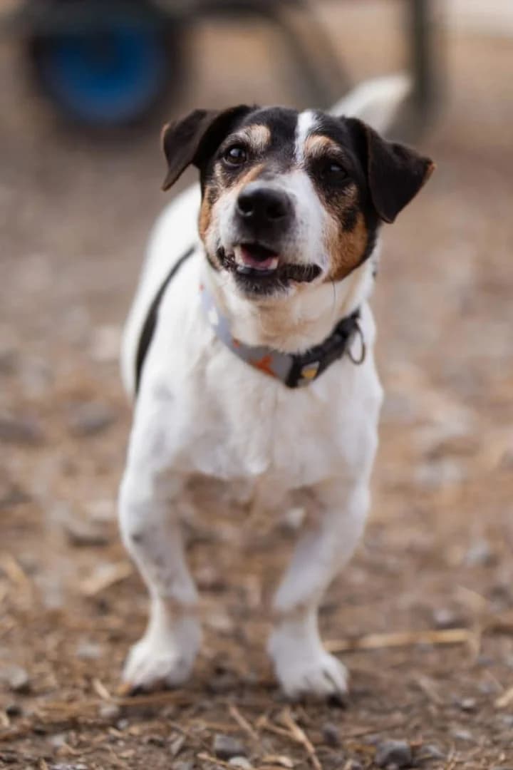 Cosmo, male Jack Russell Terrier for adoption at Tierheimhelden — photo 2 of 8