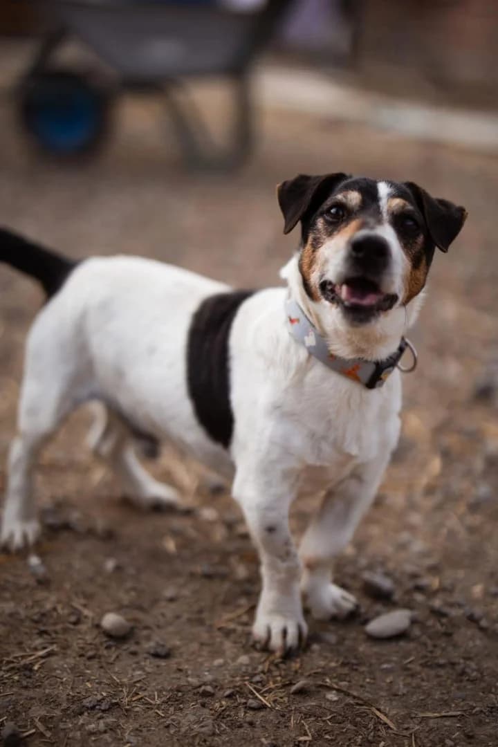 Cosmo, male Jack Russell Terrier for adoption at Tierheimhelden — photo 3 of 8