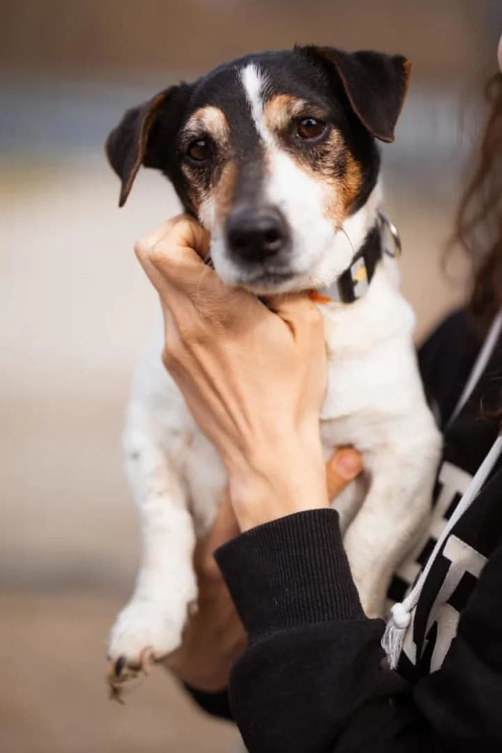 Cosmo, male Jack Russell Terrier for adoption at Tierheimhelden — photo 4 of 8