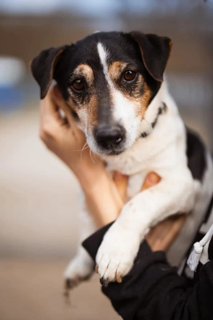 Cosmo, male Jack Russell Terrier for adoption at Tierheimhelden — photo 5 of 8