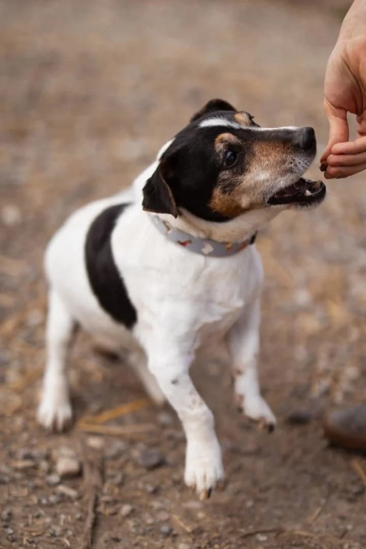 Cosmo, male Jack Russell Terrier for adoption at Tierheimhelden — photo 6 of 8